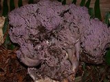 Ramaria purpurissima image