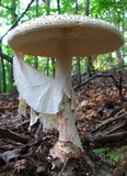 Amanita rhopalopus image