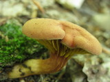 Phylloporus rhodoxanthus image
