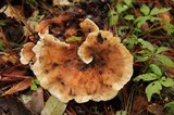 Abortiporus biennis image