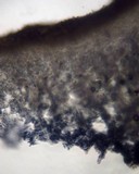 Omphalotus mexicanus image