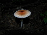 Leucoagaricus rubrotinctus image