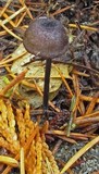 Entoloma largentii image