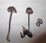 Entoloma largentii image