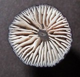 Entoloma largentii image