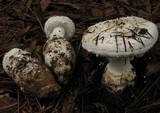 Amanita smithiana image