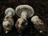 Amanita smithiana image