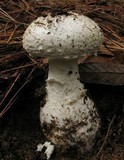 Amanita smithiana image