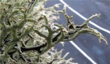 Pseudevernia furfuracea var. furfuracea image