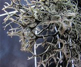 Pseudevernia furfuracea var. furfuracea image
