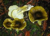 Tricholoma subsejunctum image