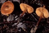 Phaeocollybia christinae image