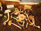 Amanita xylinivolva image