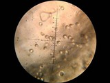 Amanita xylinivolva image