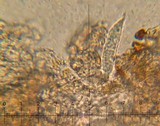 Hypomyces macrosporus image