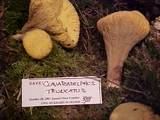 Clavariadelphus truncatus image