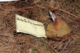 Boletellus russellii image