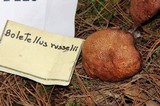 Boletellus russellii image