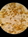 Boletellus russellii image