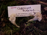 Clavulina rugosa image