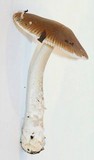 Amanita sect. Vaginatae image