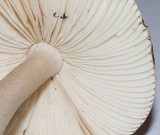 Amanita sect. Vaginatae image