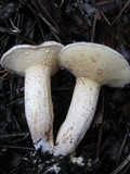 Suillus bellinii image