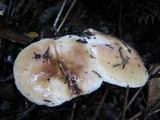 Suillus bellinii image
