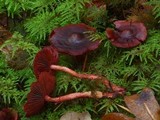 Cortinarius purpureus image