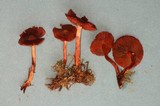 Cortinarius purpureus image