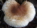 Lepiota cristata image