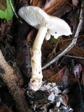 Lepiota cristata image