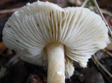 Lepiota cristata image