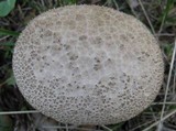 Lycoperdon utriforme image