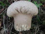 Lycoperdon utriforme image