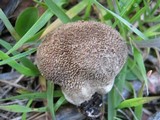 Lycoperdon umbrinum image