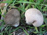 Lycoperdon umbrinum image