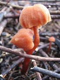 Laccaria fraterna image