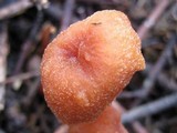 Laccaria fraterna image