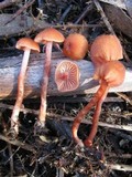 Laccaria fraterna image
