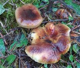 Hygrophorus hypothejus image