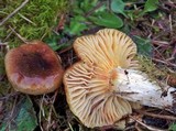 Hygrophorus hypothejus image