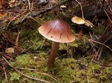 Tricholoma imbricatum image