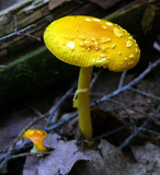 Amanita frostiana image