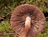 Tricholoma imbricatum image
