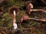 Tricholoma imbricatum image