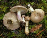 Lactarius pallescens image