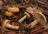Lactarius rubrilacteus image