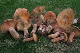 Lactarius rubrilacteus image