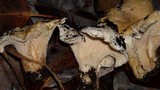 Cantharellus subalbidus image
